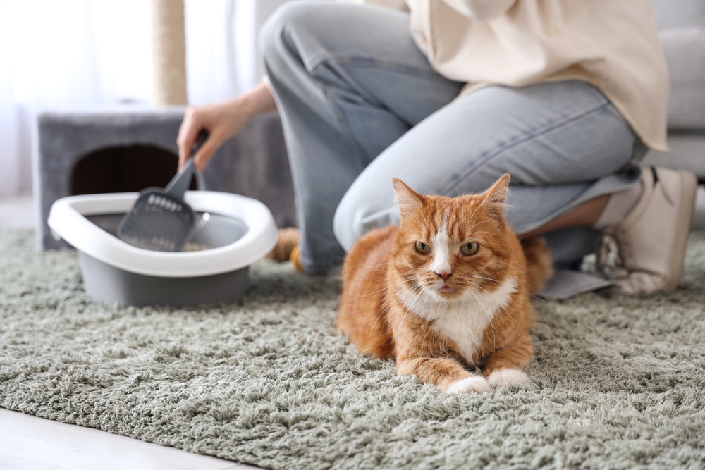 猫のトイレの臭い対策は正しい置き方と掃除方法が大事